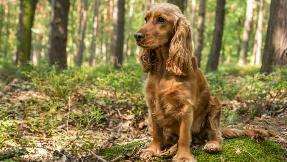 English Cocker Spaniel Dog Breed Information Purina